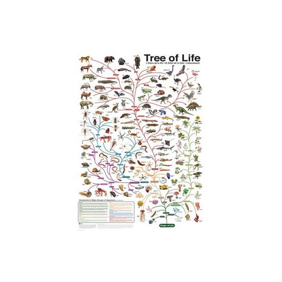 Eurographics Puzzle Evolution 1000 Teile