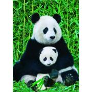 Eurographics Pandabären-Familienpuzzle 1000 Teile