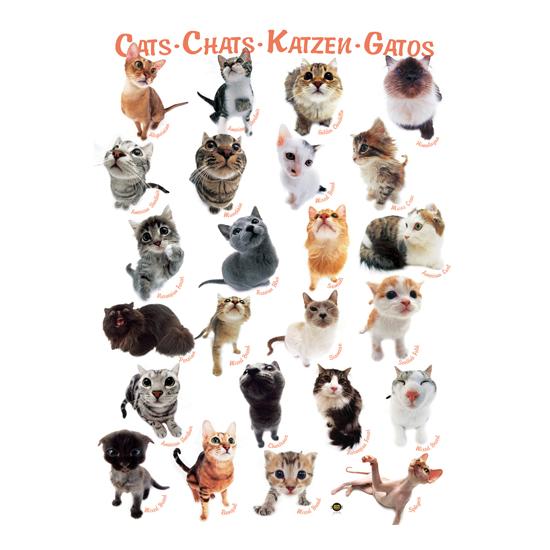 Eurographics Puzzle Katzen 1000 Teile