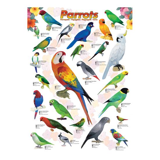 Eurographics Puzzle Papageien 1000 Teile Eurographics Puzzle Papageien 1000 Teile