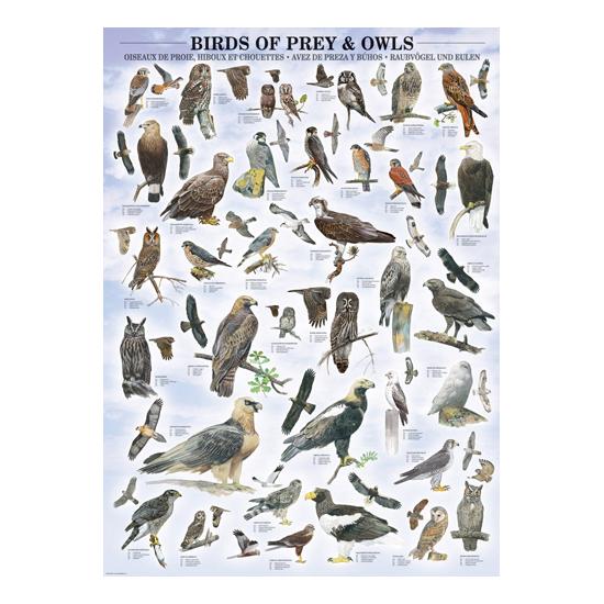 Eurographics Puzzle Greifvögel und Eulen 1000 Teile