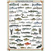 Eurographics Puzzle Süßwasserfisch 1000 Teile