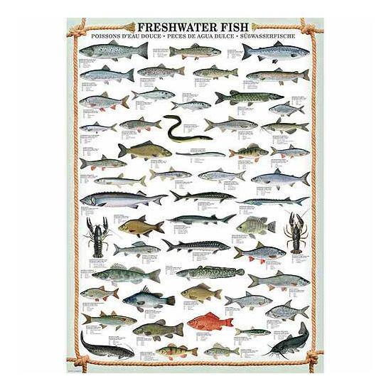 Eurographics Puzzle Süßwasserfisch 1000 Teile