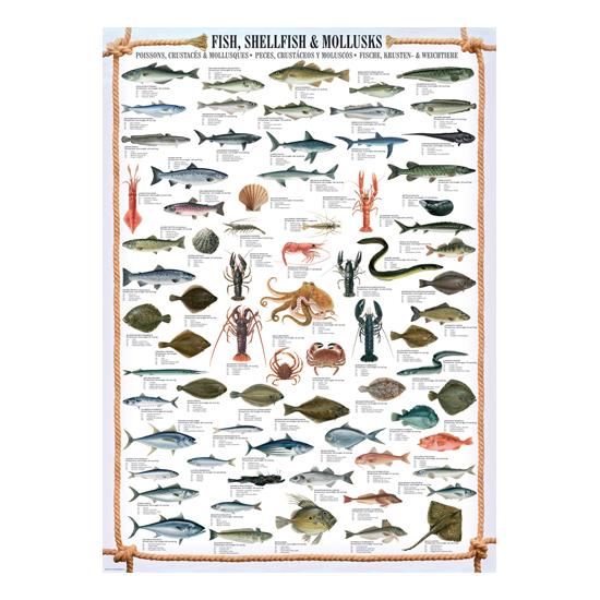 Eurographics Puzzle Fische, Schalentiere und Weichtiere mit 1000