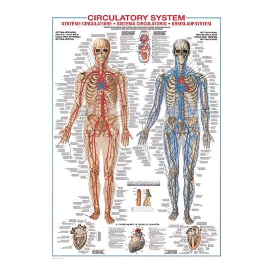 Eurographics Puzzle Kreislaufsystem 1000 Teile