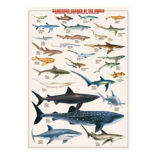 Eurographics Dangerous Sharks of the World 1000-teiliges Puzzle Eurographics Dangerous Sharks of the World 1000-teiliges Puzzle