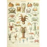 Puzzle Grafika Larousse: Krebstiere 1000 Teile