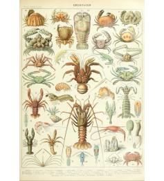 Puzzle Grafika Larousse: Krebstiere 1000 Teile