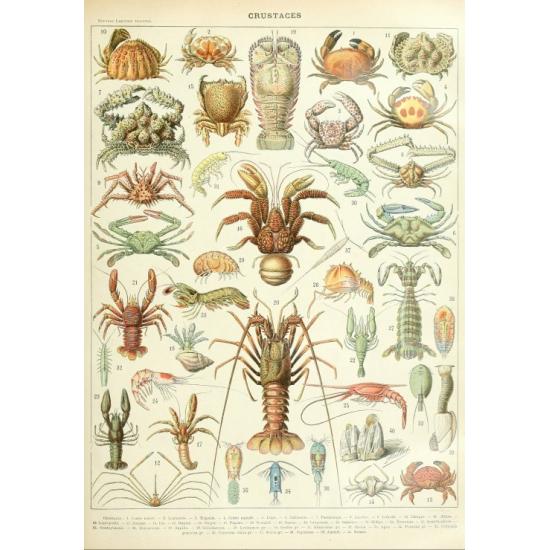 Puzzle Grafika Larousse: Krebstiere 1000 Teile