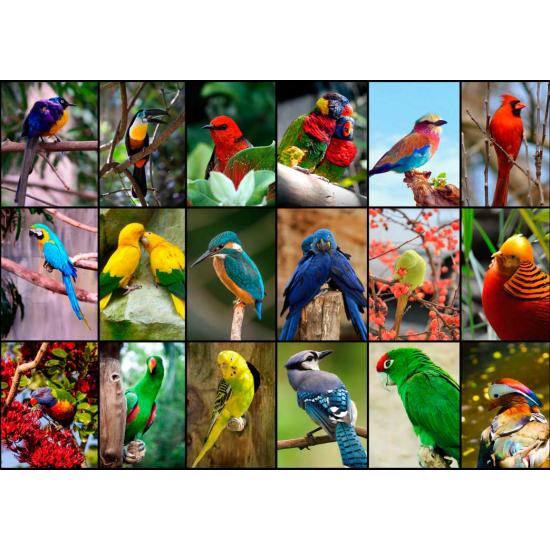 Grafika Puzzle Die schönsten Vögel der Welt mit 1500 Teilen