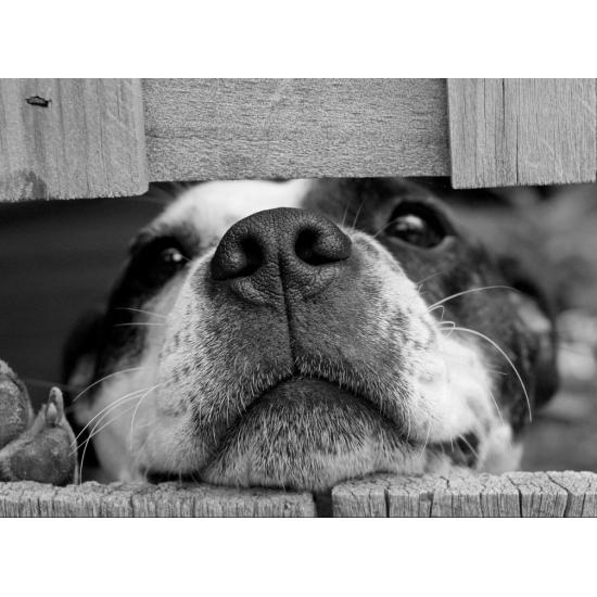 Grafika Hundepuzzle 2000 Teile