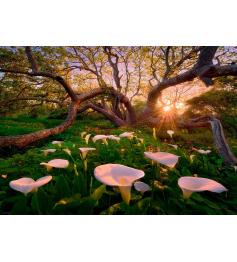 Heye Puzzle Magische Wälder, Calas Lichtung 1000 Teile