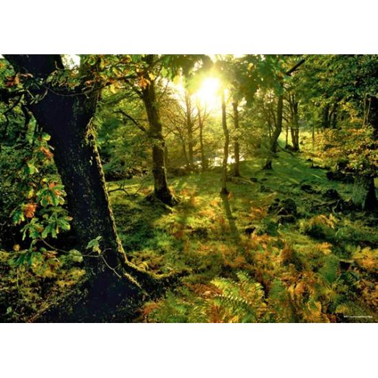 Puzzle Heye Der Wald 1000 Teile