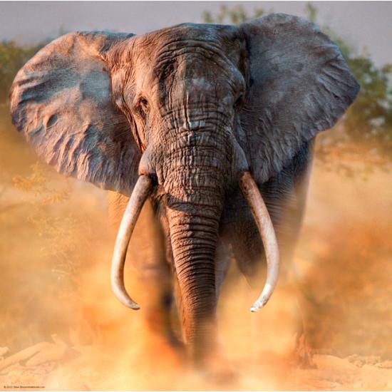 Heye Elefantenpuzzle 1000 Teile