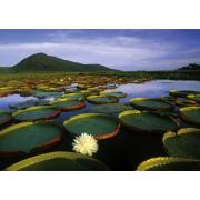 Heye Water Lilies Victoria 1000-teiliges Puzzle