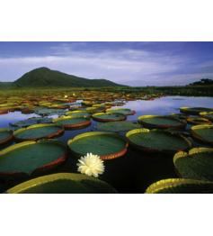 Heye Water Lilies Victoria 1000-teiliges Puzzle