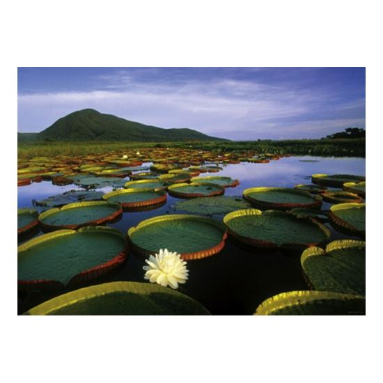 Heye Water Lilies Victoria 1000-teiliges Puzzle