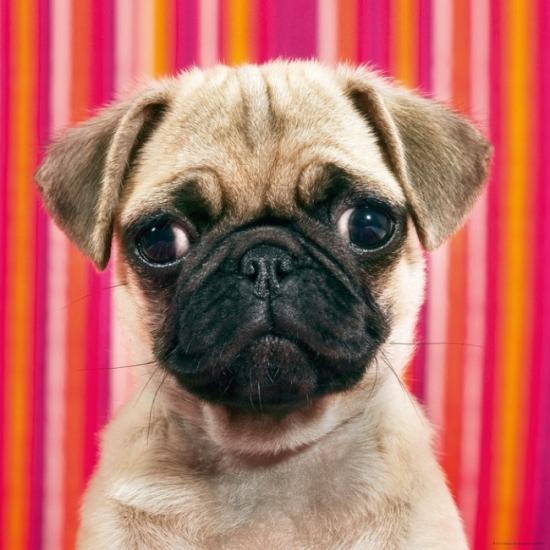 Heye Pekinese Puzzle 1000 Teile