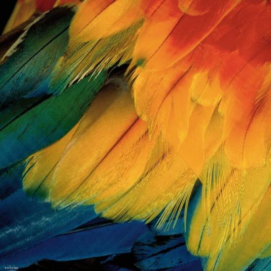 Heye Federn Puzzle 1000 Teile