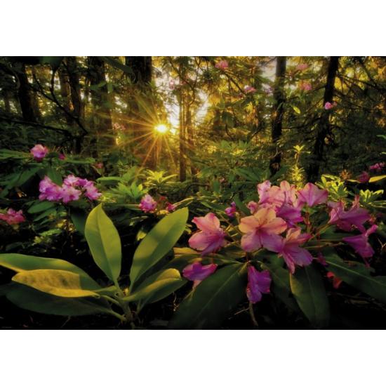 Puzzle Heye Sonnenstrahlen im Wald mit 2000 Teilen