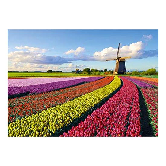 Tulpenfeld Jumbo-Puzzle 1000 Teile