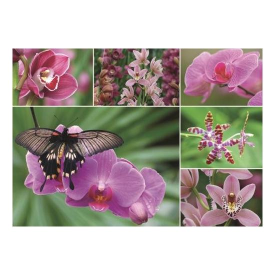 Jumbo-Puzzle Orchideen mit 1000 Teilen