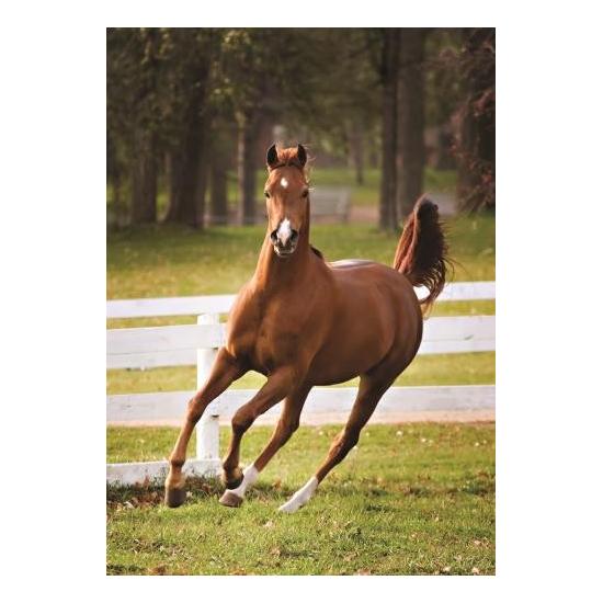 Jumbo-Puzzle Fohlen spielend 500 Teile