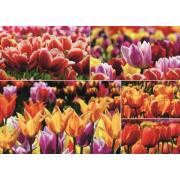 Jumbo-Puzzle Niederländische Tulpen 1000 Teile