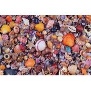 Piatnik Puzzle Muscheln 1000 Teile