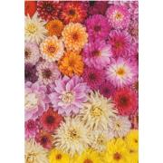 Piatnik Dalias Puzzle 1000 Teile