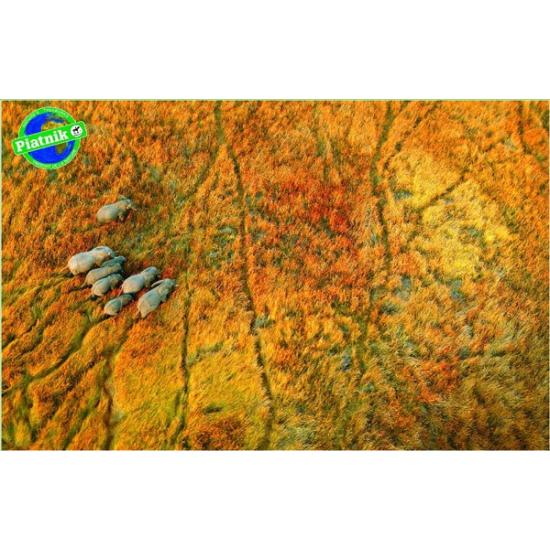 Piatnik Puzzle Elefanten auf der Straße 1000 Teile