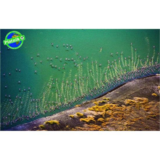 Piatnik Puzzle Flamingos fliegen 1000 Teile