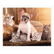 Pintoo Little Kittens and a Dog Puzzle mit 500 Teilen