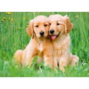 Puzzle Ravensburger Golden-Retriever-Welpen 500 Teile