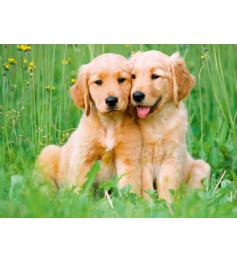 Puzzle Ravensburger Golden-Retriever-Welpen 500 Teile