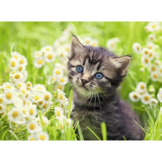 Ravensburger Kätzchen auf der Wiese Puzzle 500 Teile