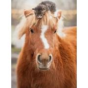 Puzzle Ravensburger Kleines Kätzchen Reiter 500 Teile