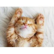 Puzzle Ravensburger Verträumtes Kätzchen 500 Teile