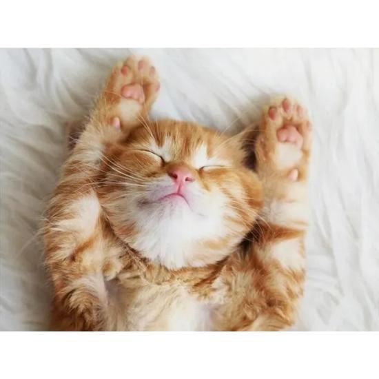 Puzzle Ravensburger Verträumtes Kätzchen 500 Teile