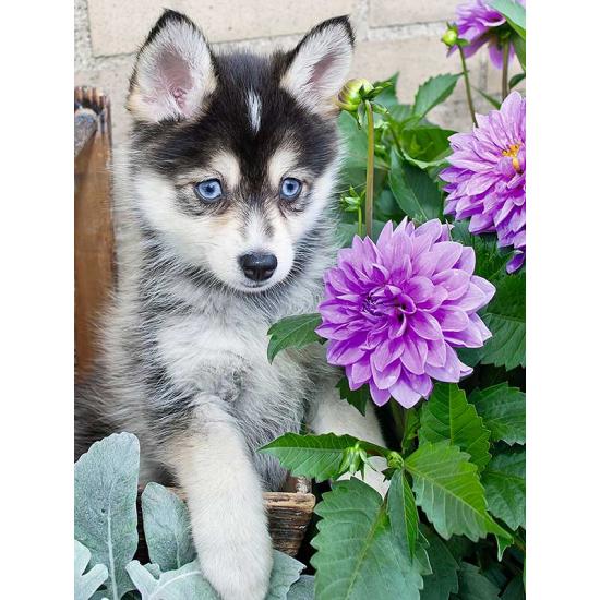 Ravensburger Cute Husky Puzzle 500 Teile XXL