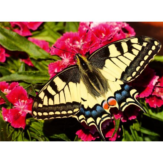 Puzzle Ravensburger Schmetterling 500 Teile