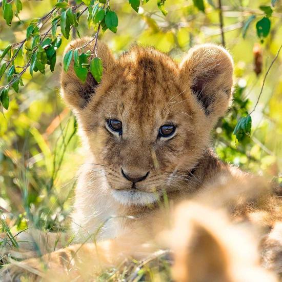 Ravensburger Panda, Tiger und Löwe Puzzle 3x49 Teile