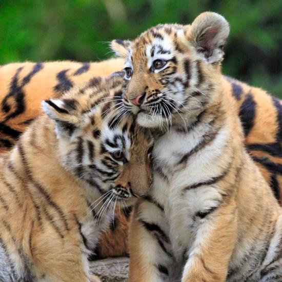 Ravensburger Panda, Tiger und Löwe Puzzle 3x49 Teile