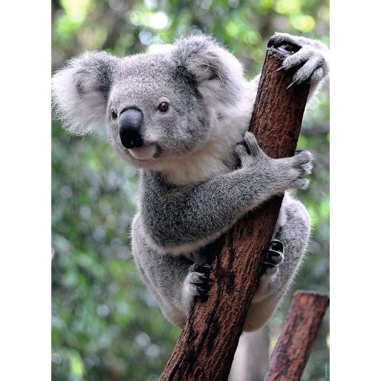 Ravensburger Panda und Koala Puzzle 2x500 Teile