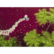 Puzzle Ravensburger Ein Meer Aus Rot 500 Teile