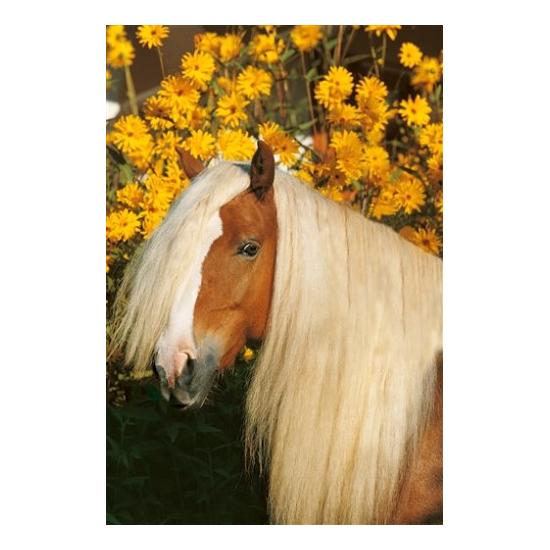 Schmidt Amadeus 500-teiliges Puzzle