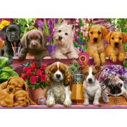 Schmidt Puppies on the Shelf Puzzle 500 Teile