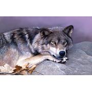 SunsOut 1000-teiliges Wolfsruh-Puzzle