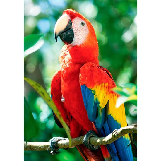 Trefl Ara Macao, Honduras 1000-teiliges Puzzle