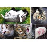 Trefl Cat Things Puzzle 1500 Teile